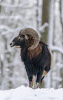 standing Mouflon