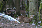 Mouflons