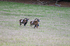 Mouflons