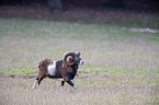 walking Mouflon