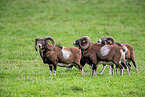 moufflons