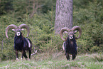 moufflons