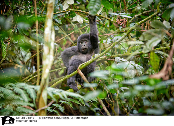 Berggorilla / mountain gorilla / JR-01817