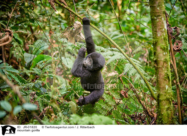 Berggorilla / mountain gorilla / JR-01820