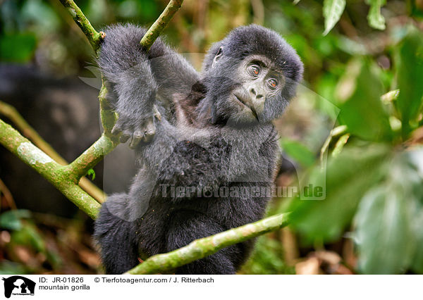 Berggorilla / mountain gorilla / JR-01826