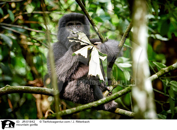 Berggorilla / mountain gorilla / JR-01842