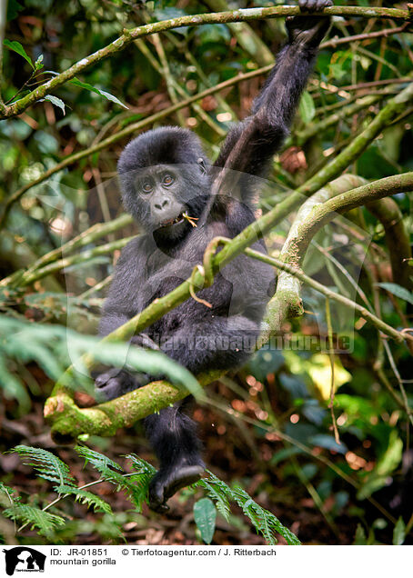 Berggorilla / mountain gorilla / JR-01851
