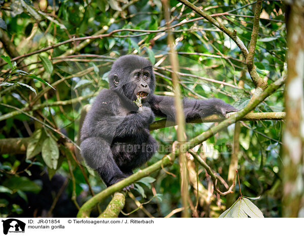 Berggorilla / mountain gorilla / JR-01854