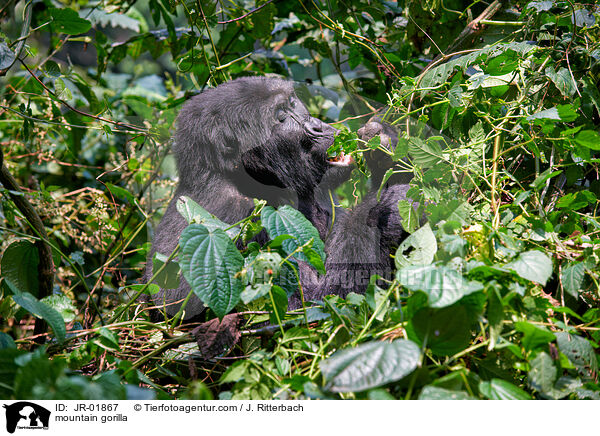 Berggorilla / mountain gorilla / JR-01867