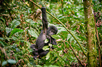 mountain gorilla