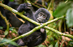 mountain gorilla