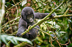 mountain gorilla