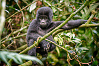 mountain gorilla