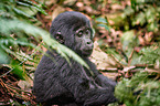 mountain gorilla