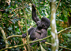 mountain gorilla