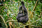 mountain gorilla