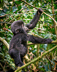 mountain gorilla