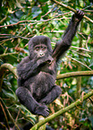 mountain gorilla