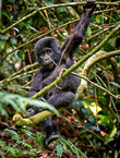 mountain gorilla