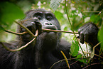 mountain gorilla