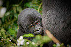 mountain gorillas