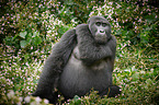 mountain gorilla