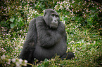 mountain gorilla