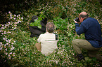 mountain gorilla