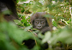 mountain gorilla