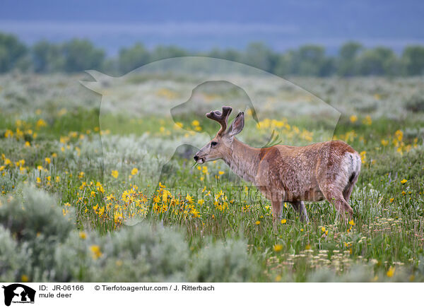 mule deer / JR-06166