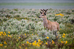 mule deer