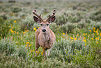 mule deer