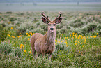 mule deer