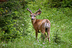 mule deer