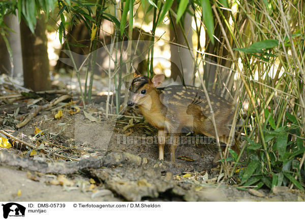 muntjac / DMS-05739