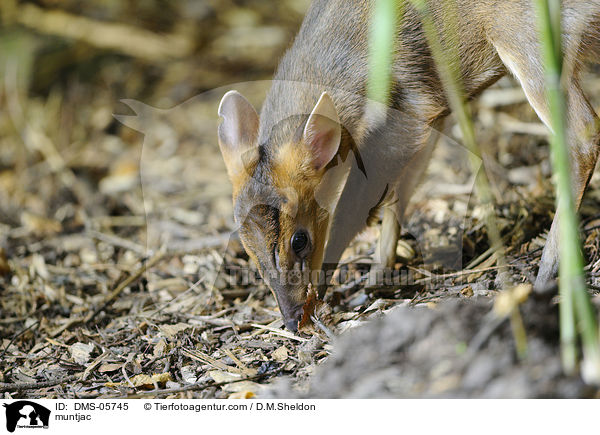 Muntjak / muntjac / DMS-05745