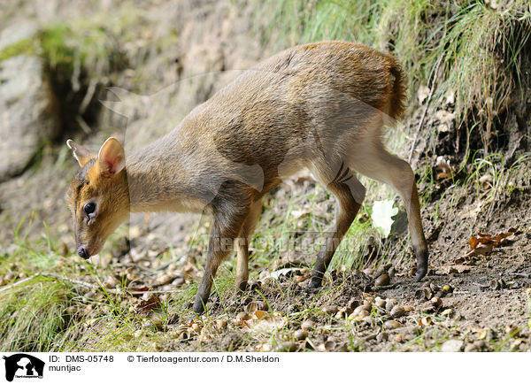 Muntjak / muntjac / DMS-05748