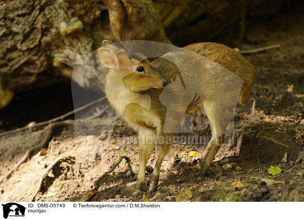 Muntjak / muntjac / DMS-05749