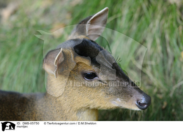 Muntjak / muntjac / DMS-05750