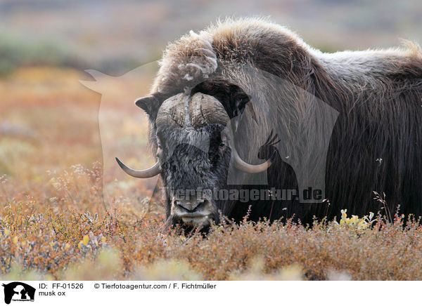 Moschusochse / musk ox / FF-01526