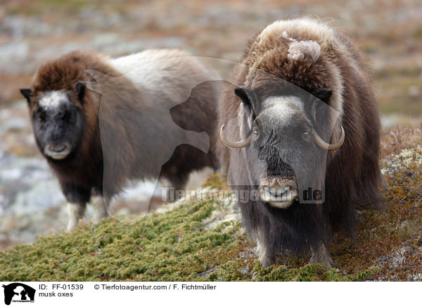 musk oxes / FF-01539