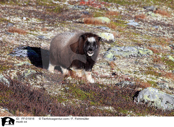 Moschusochse / musk ox / FF-01816