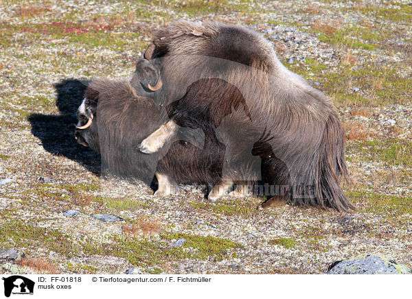 musk oxes / FF-01818