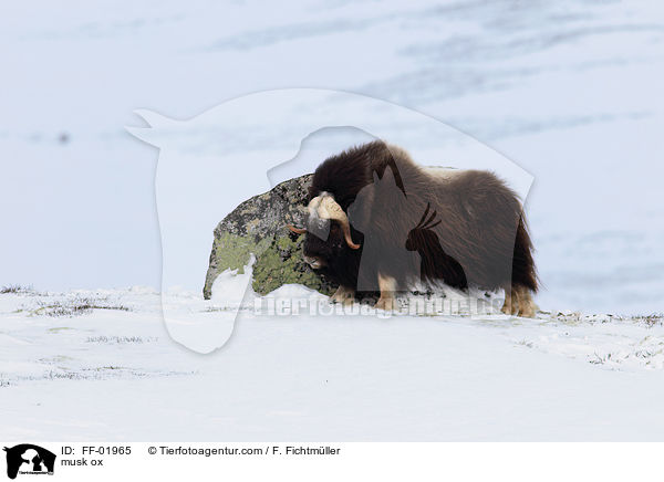 musk ox / FF-01965