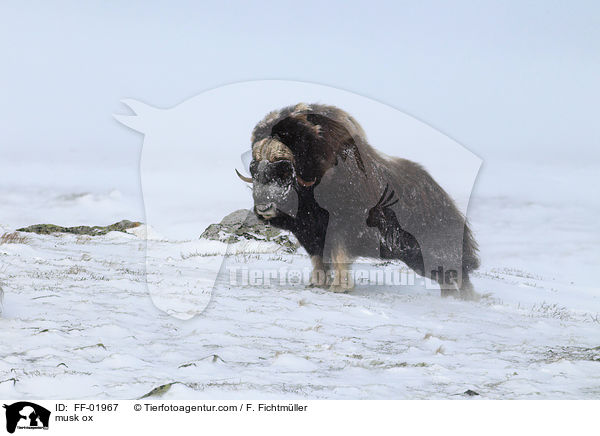 musk ox / FF-01967