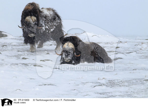 musk oxes / FF-01969