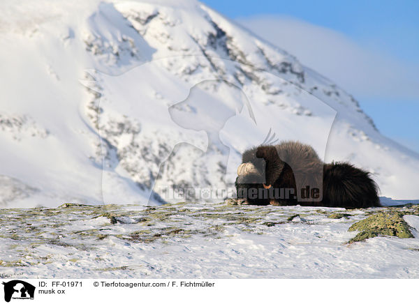 musk ox / FF-01971