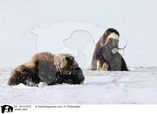 musk oxes / FF-01973