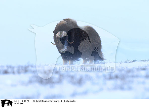 musk ox / FF-01978