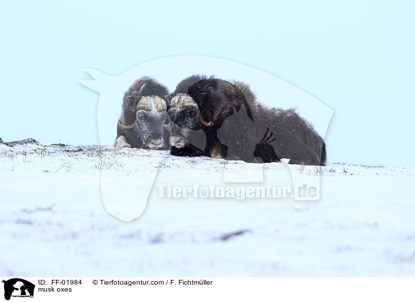 musk oxes / FF-01984